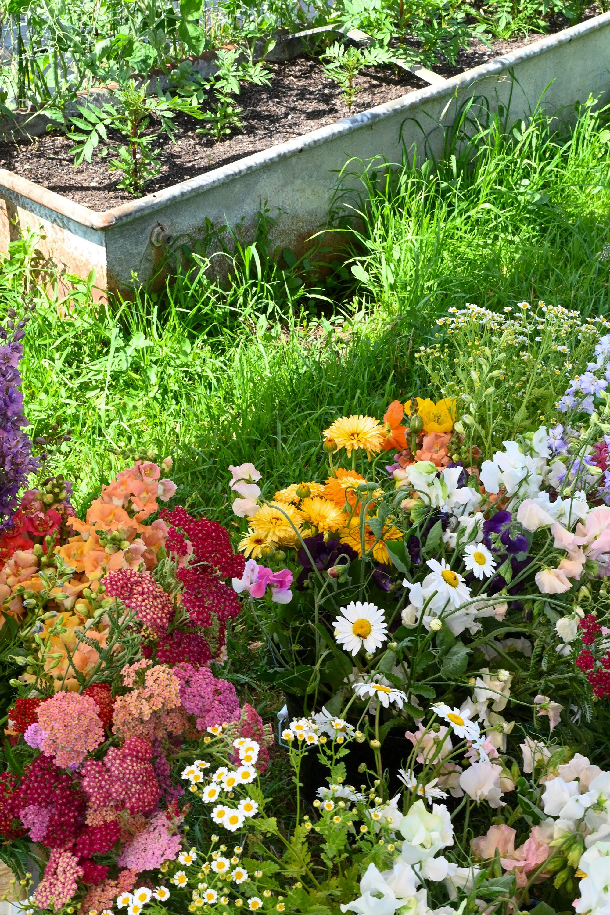 What a florist learns from visiting a British flower farm
