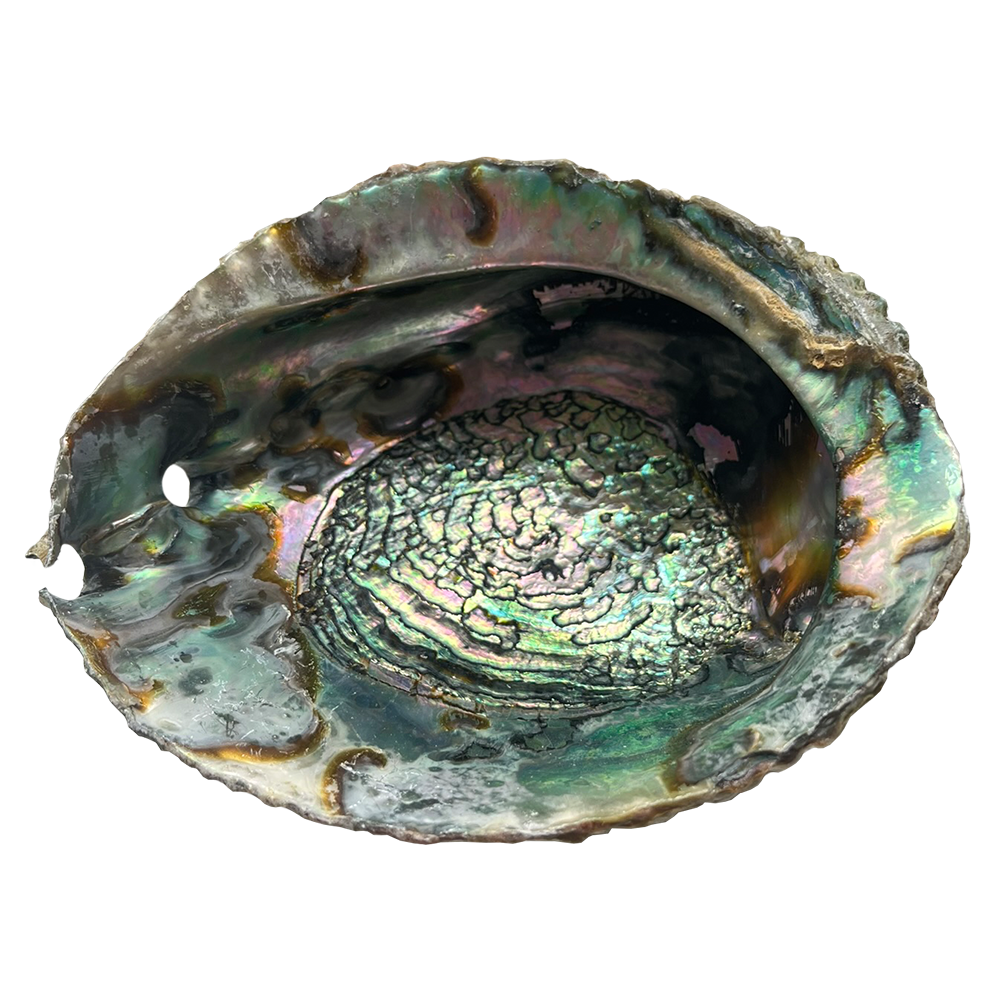 Abalone Shell | 2 Sizes Available