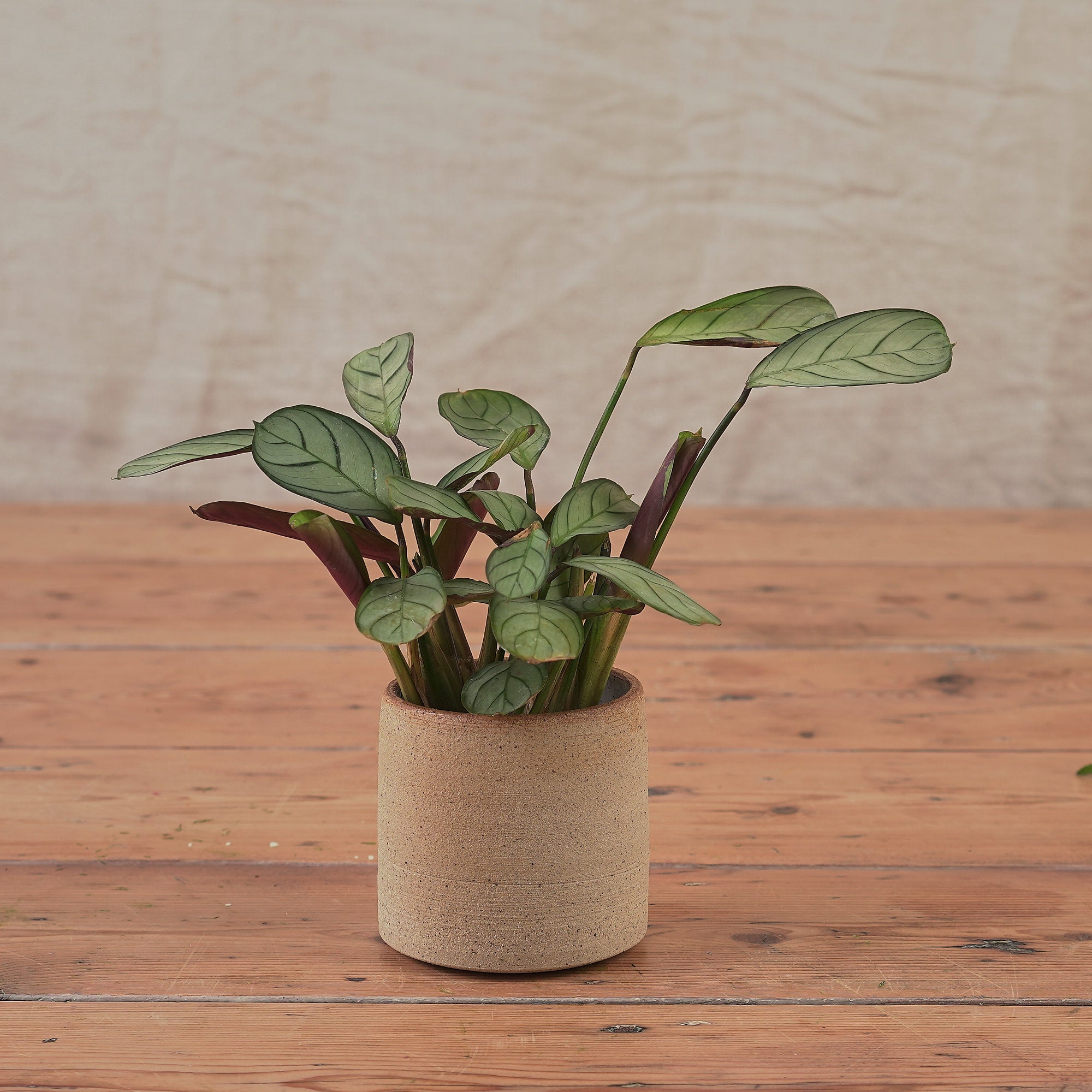 Hand Thrown Ceramic Plant Pot | Small | 3 Glazes Available