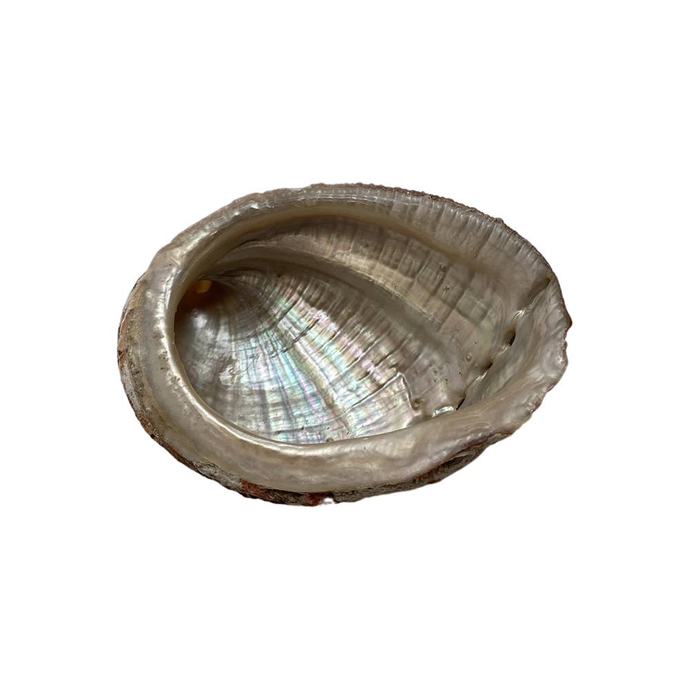 Abalone Shell | 2 Sizes Available