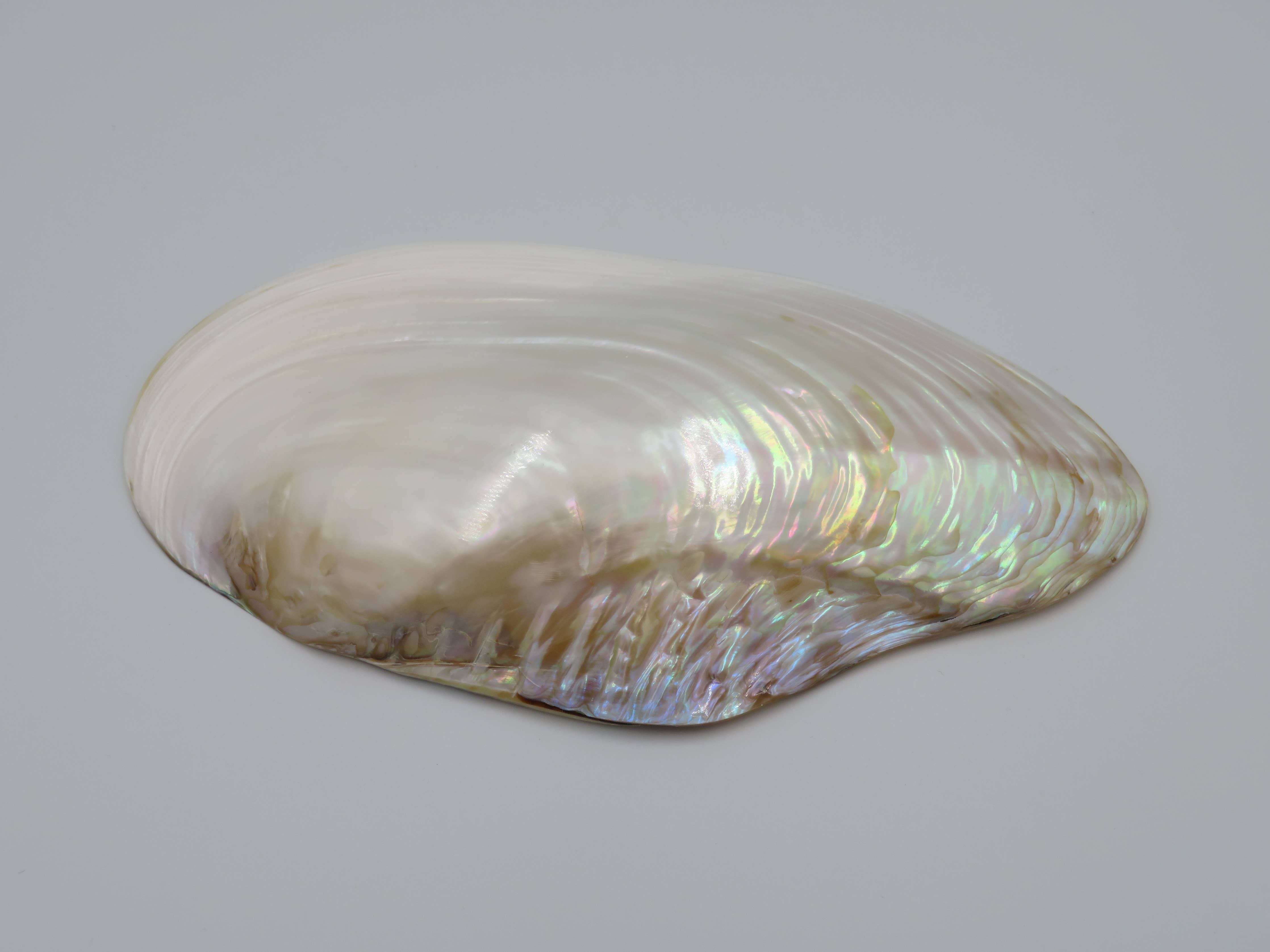 Kupang Shell | L