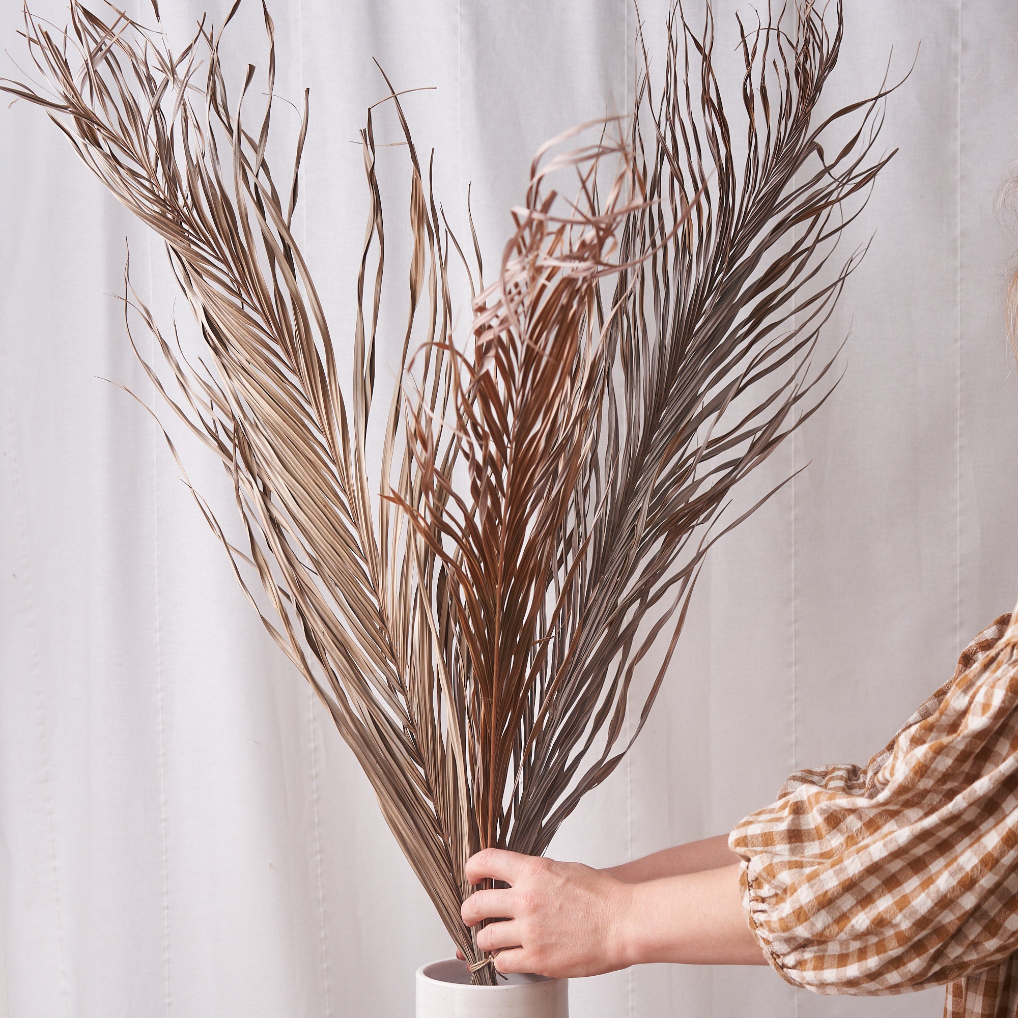 kentia palm giant dried bunch