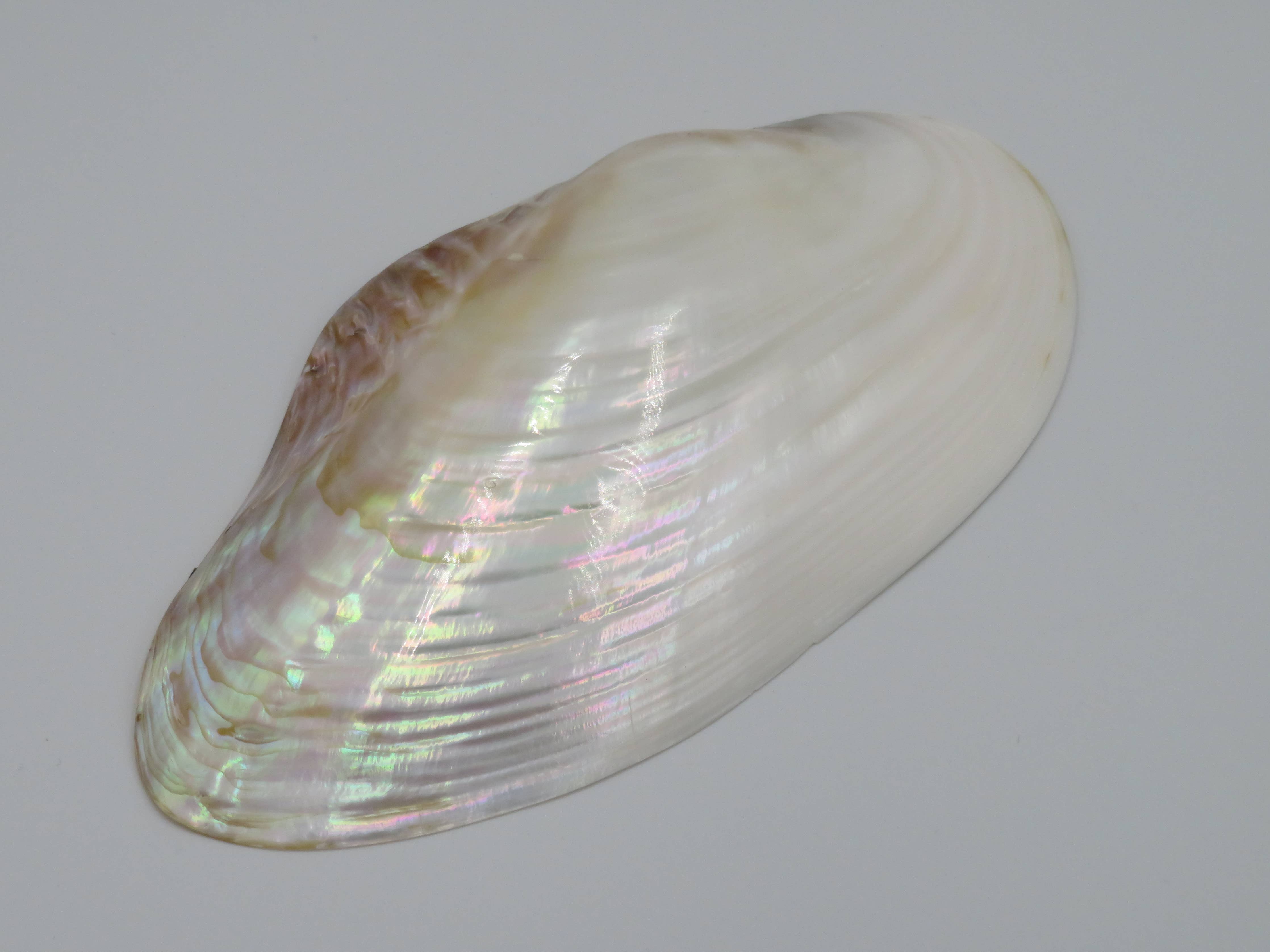 Kupang Shell | L