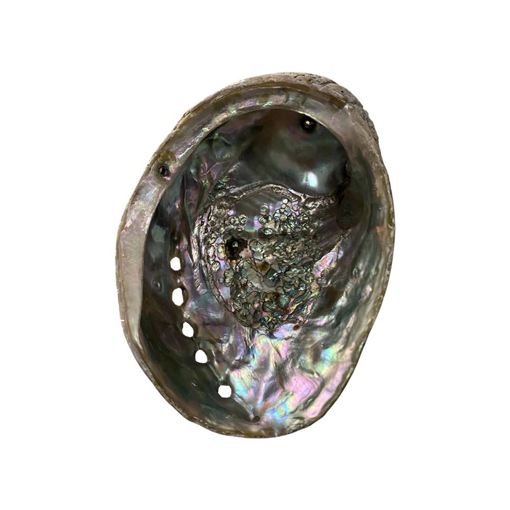 Abalone Shell | 2 Sizes Available