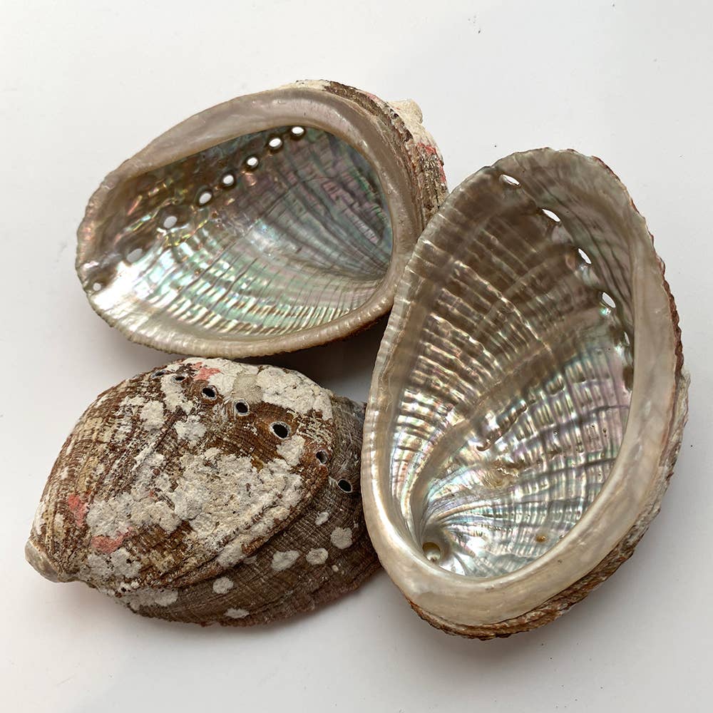 Abalone Shell | 2 Sizes Available