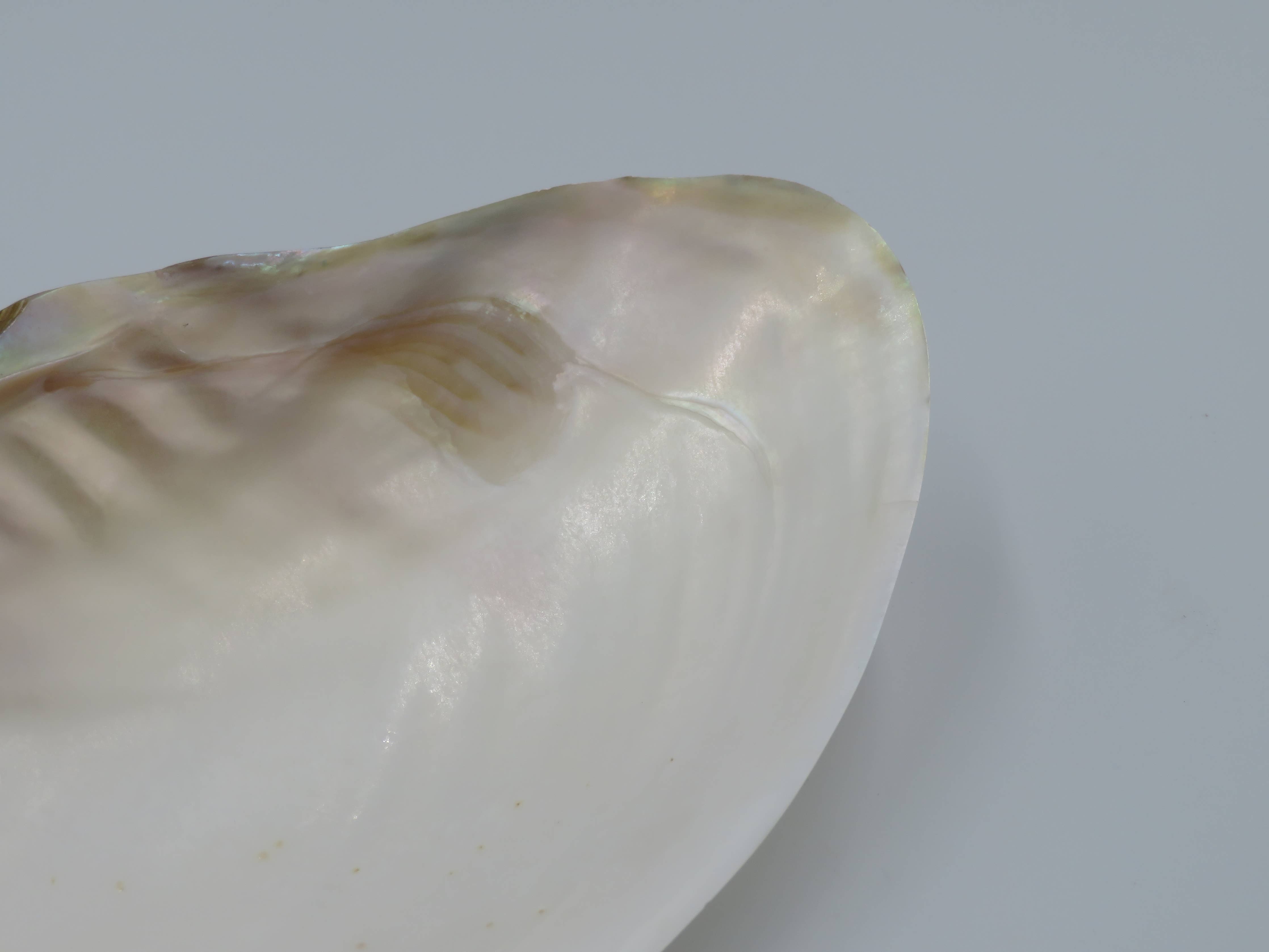 Kupang Shell | L
