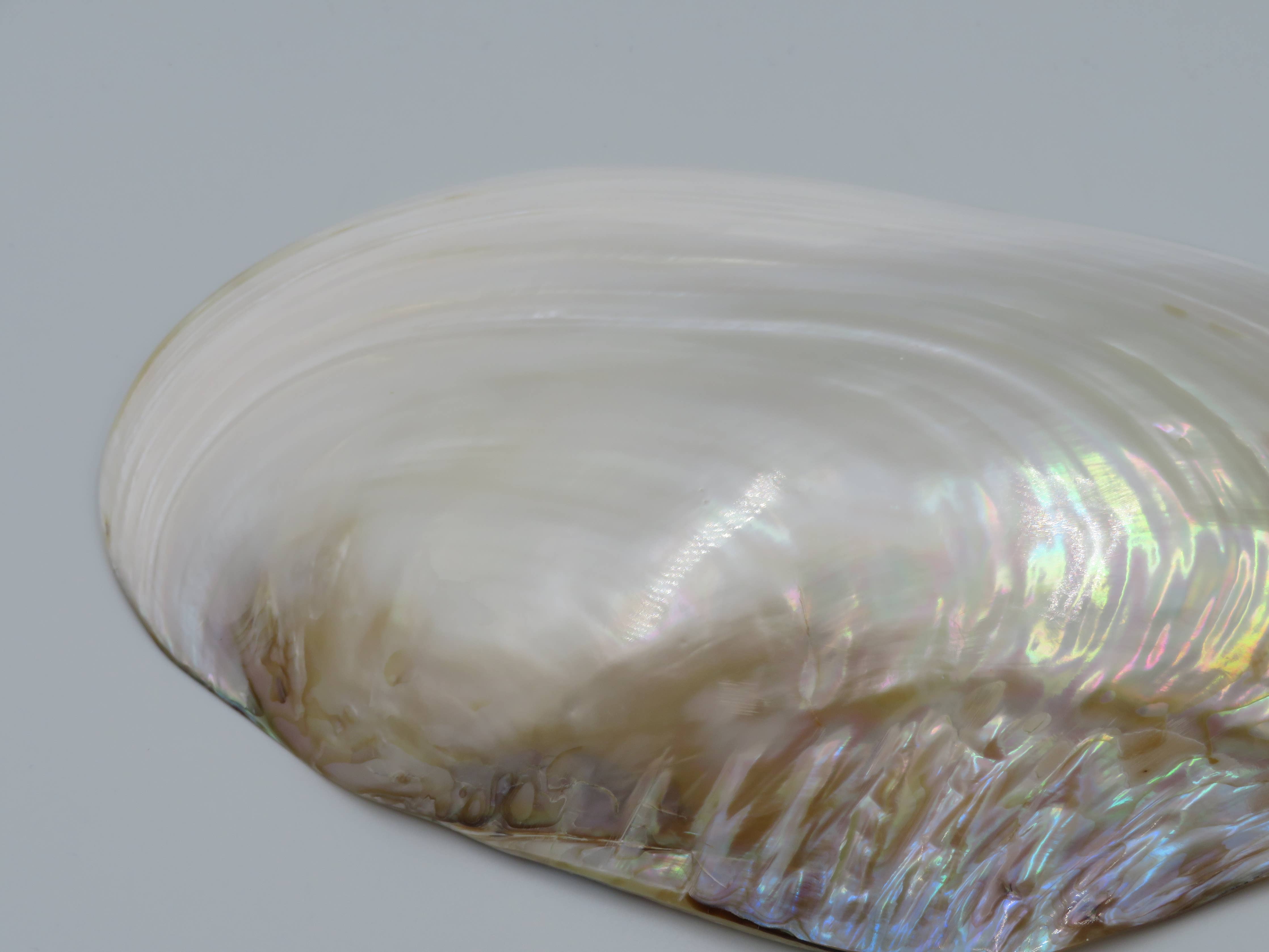Kupang Shell | L
