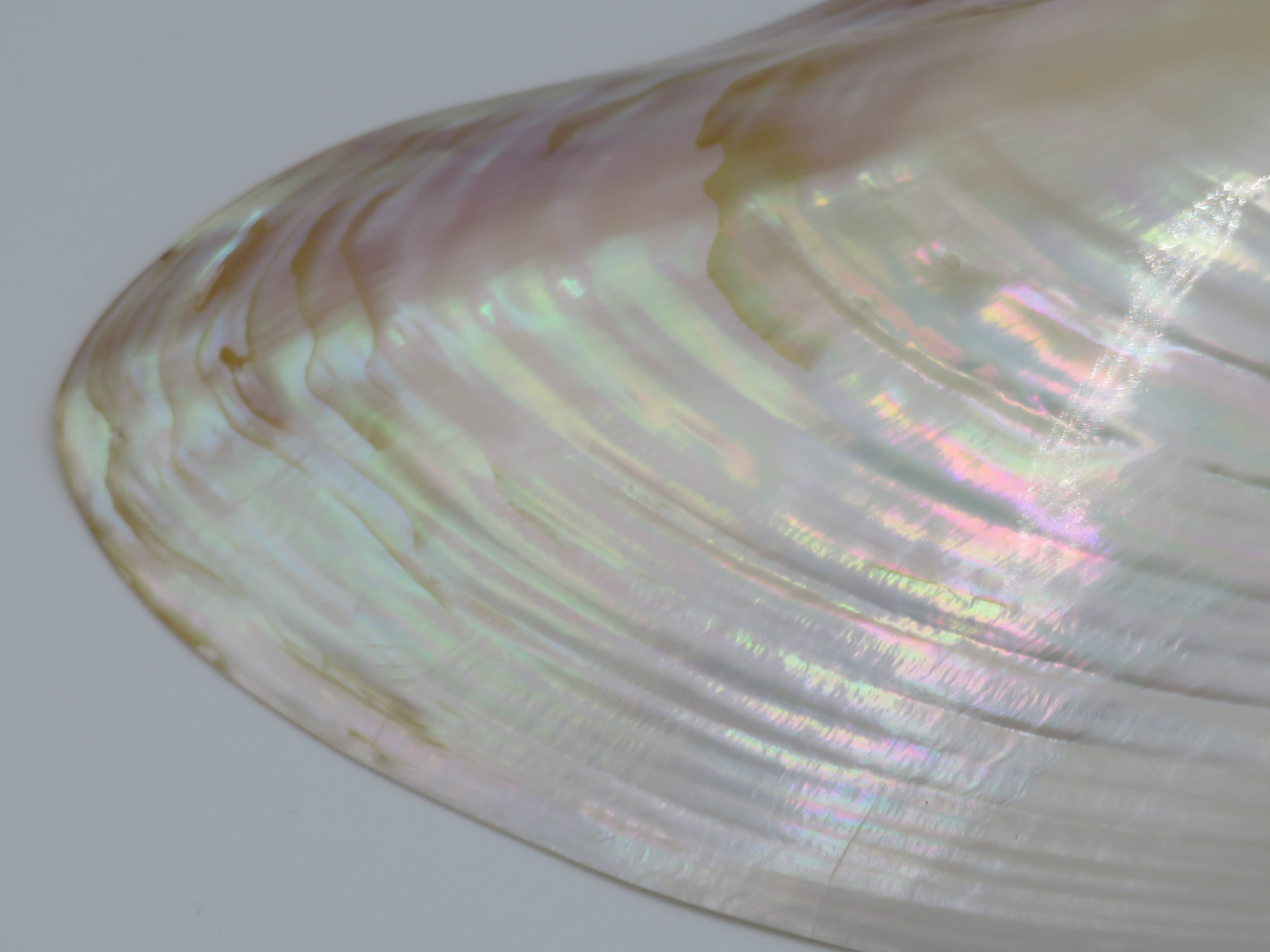 Kupang Shell | L