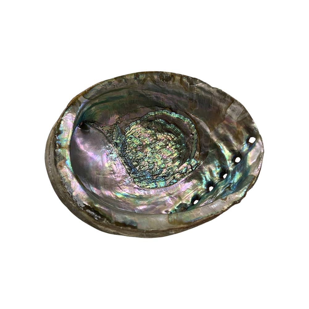 Abalone Shell | 2 Sizes Available