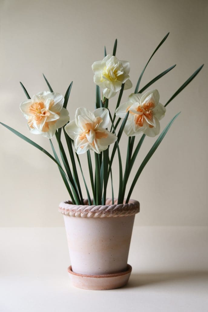 Bergs Potter Terracotta Emilia Pots 30cm
