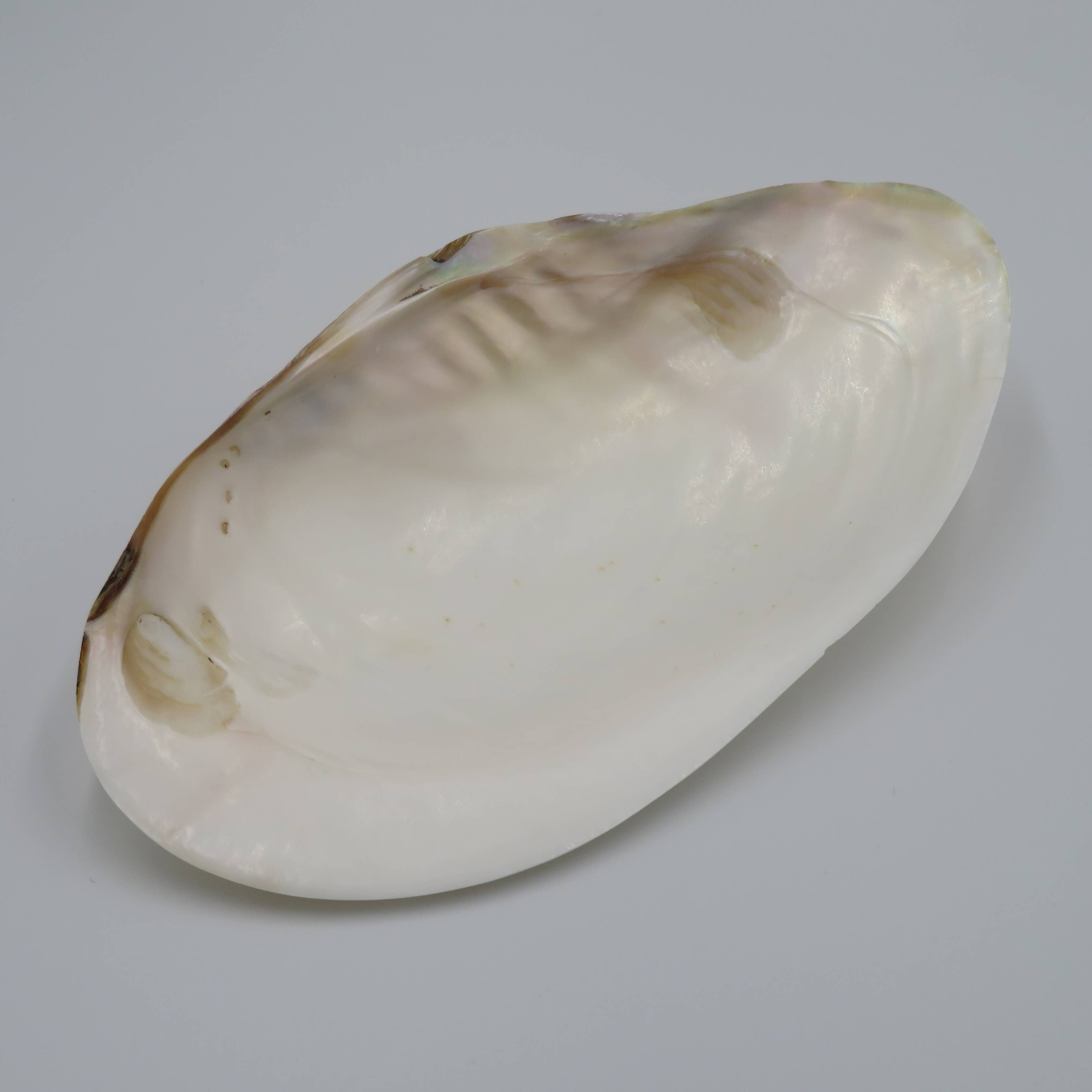 Kupang Shell | L