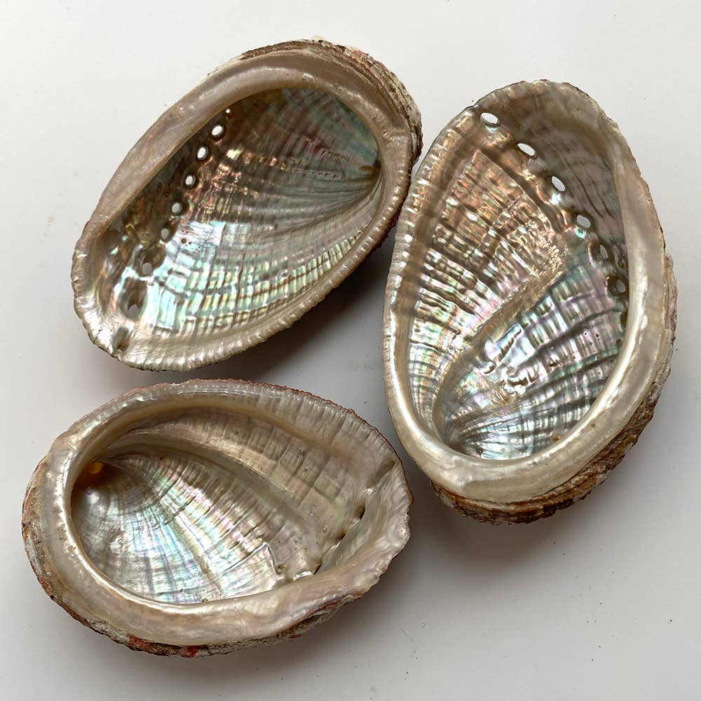Abalone Shell | 2 Sizes Available